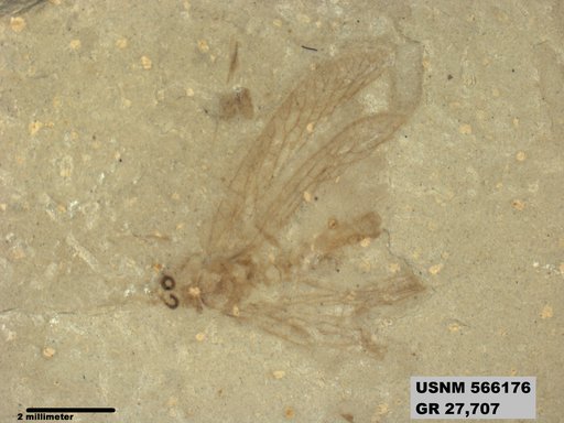 Insecta
