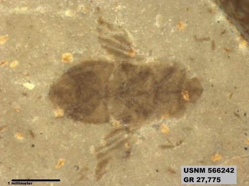 Genus sp