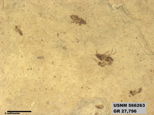 Genus sp