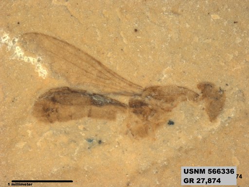 Insecta