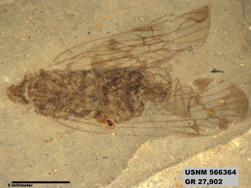 Genus sp