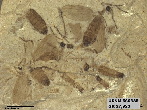 Genus sp