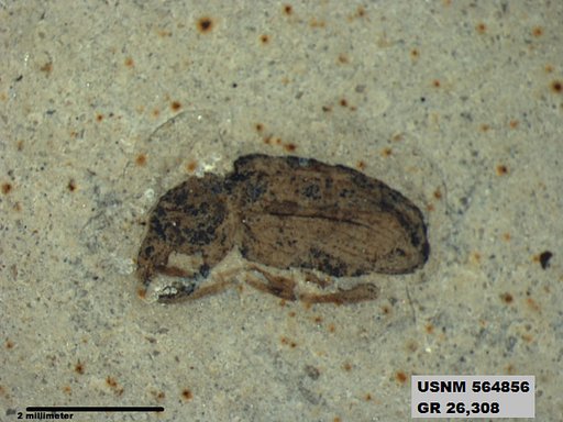 Insecta