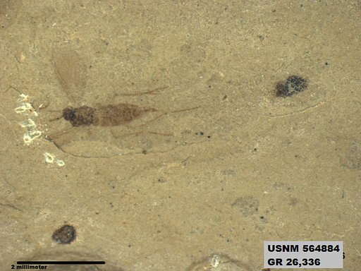 Genus sp