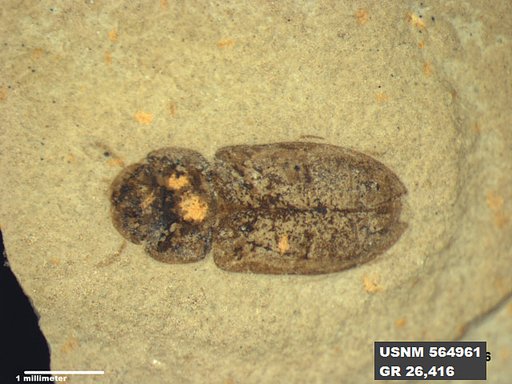 Insecta