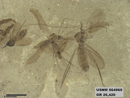 Genus sp