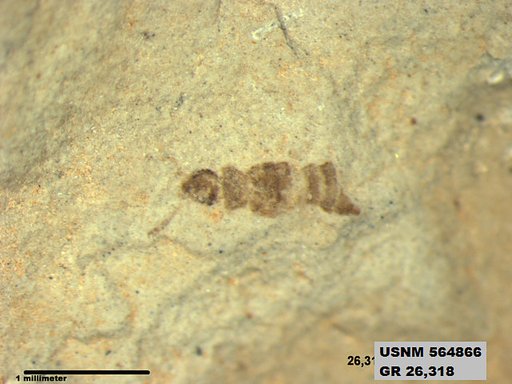 Insecta