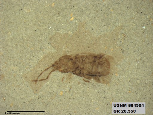 Genus sp
