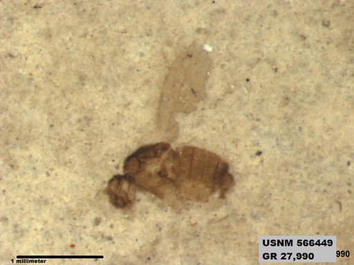 Insecta