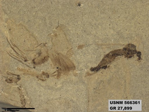 Genus sp