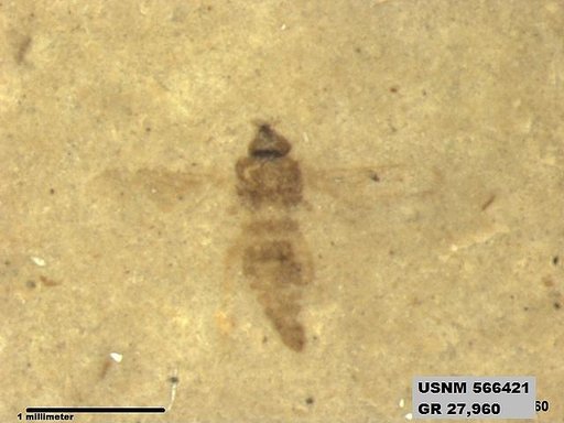 Insecta