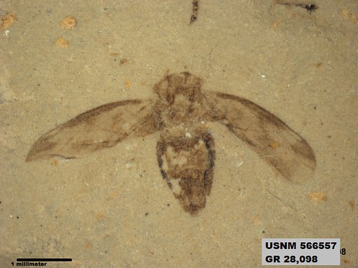 Genus sp