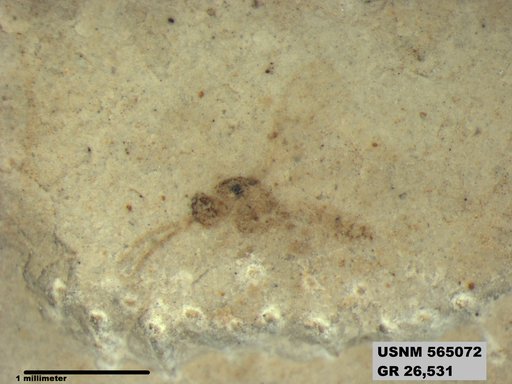Insecta