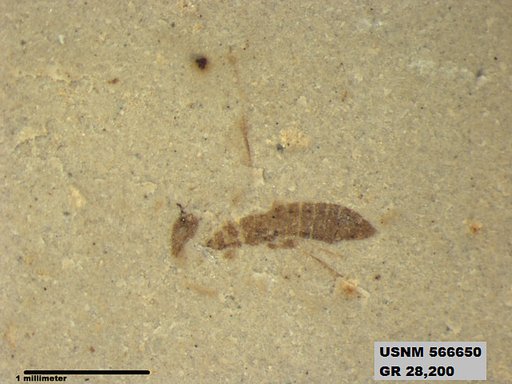 Genus sp