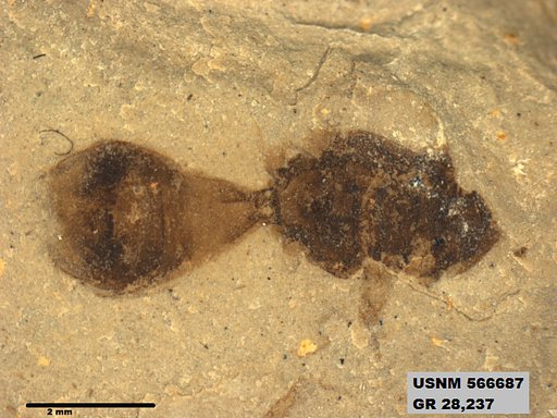Genus sp