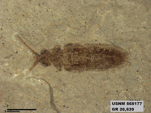 Insecta