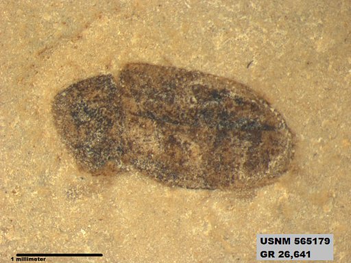 Insecta