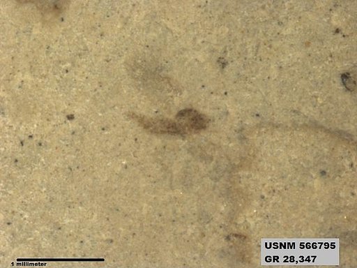 Insecta