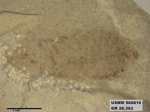 Genus sp