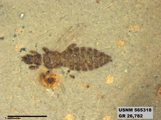 Insecta