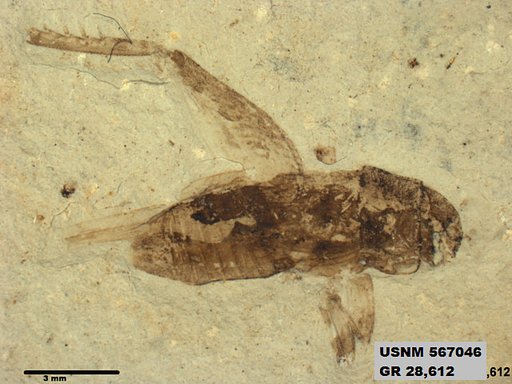 Genus sp