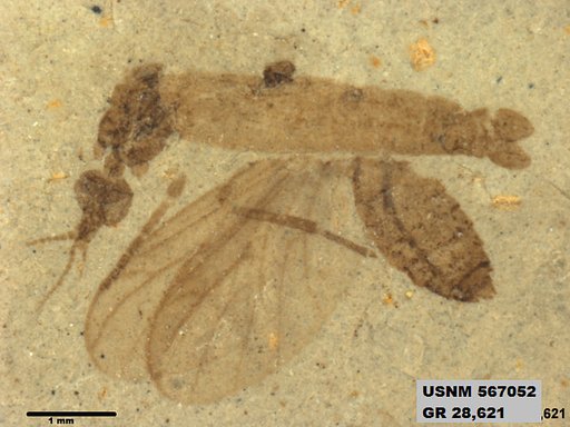 Genus sp