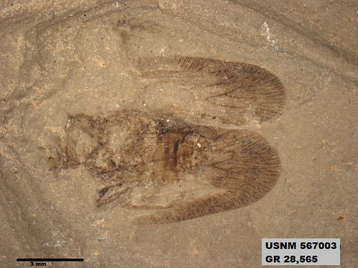 Genus sp