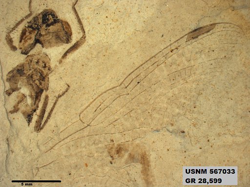 Insecta