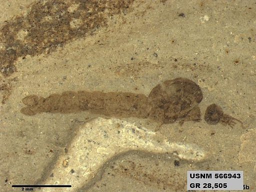 Genus sp