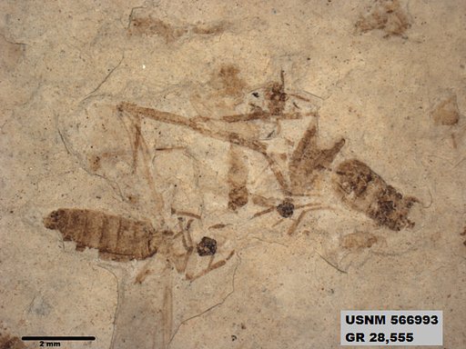 Genus sp