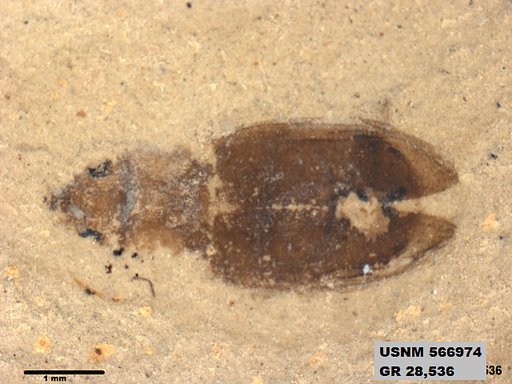 Insecta
