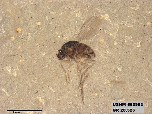 Insecta