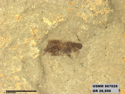 Genus sp