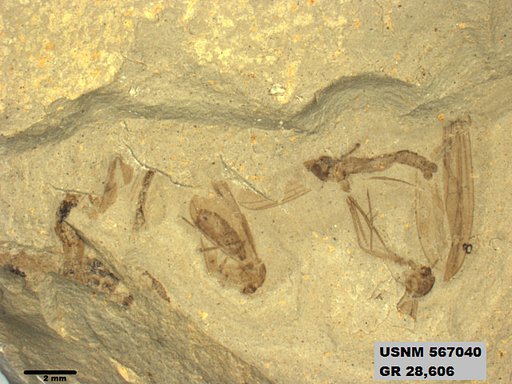 Genus sp