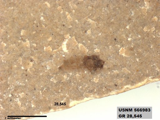 Insecta
