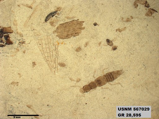 Genus sp