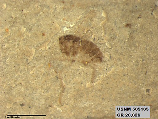 Insecta