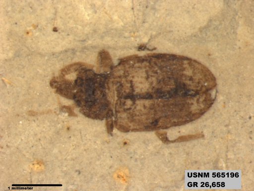 Insecta