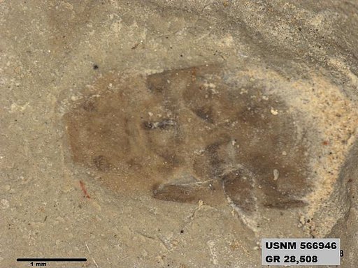 Genus sp