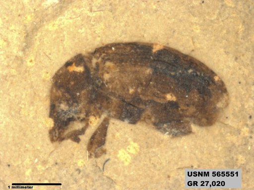 Insecta