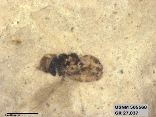 Genus sp