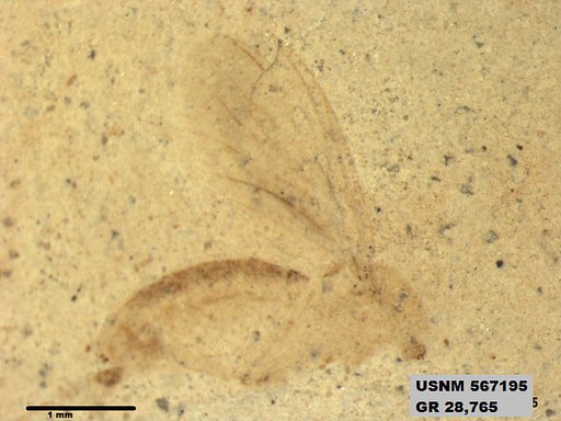 Insecta