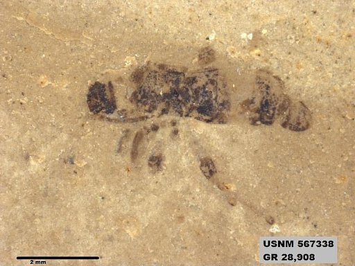 Insecta