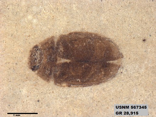 Insecta