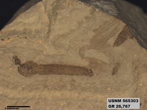 Genus sp