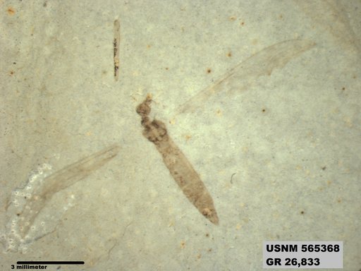 Genus sp