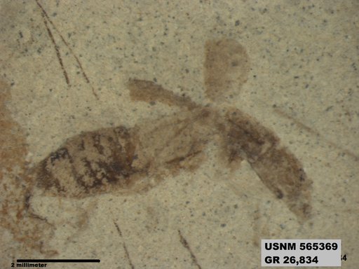 Genus sp