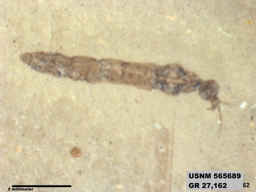 Genus sp