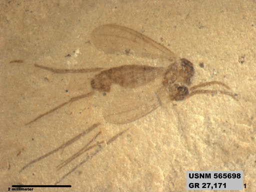 Genus sp