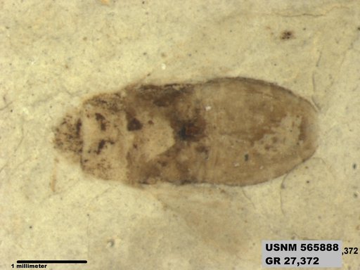 Insecta